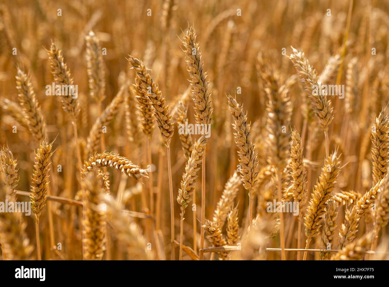 Full frame image of a golden wheat field in summer. Common wheat (Triticum aestivum) is the most economically important type of wheat. Stock Photo
