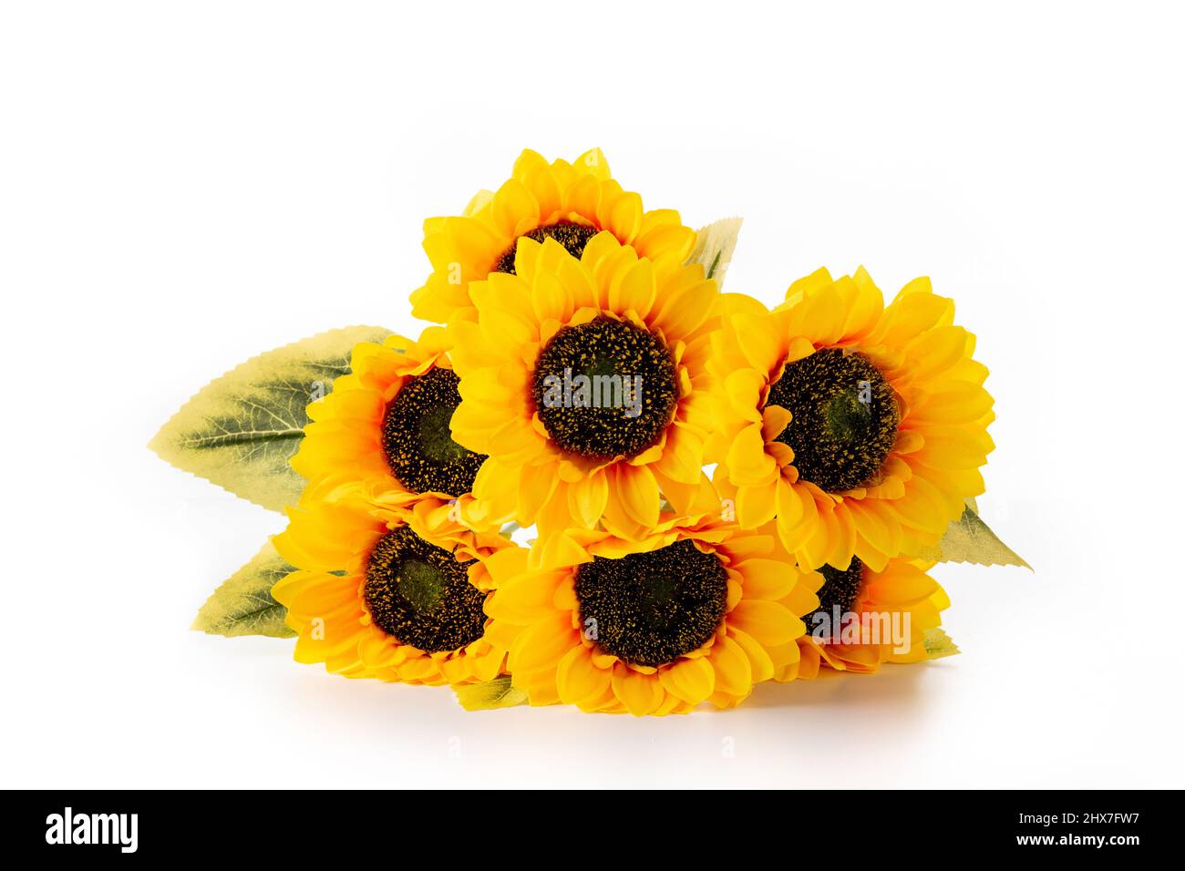 Sunflowers isolated on white background Stock Photo