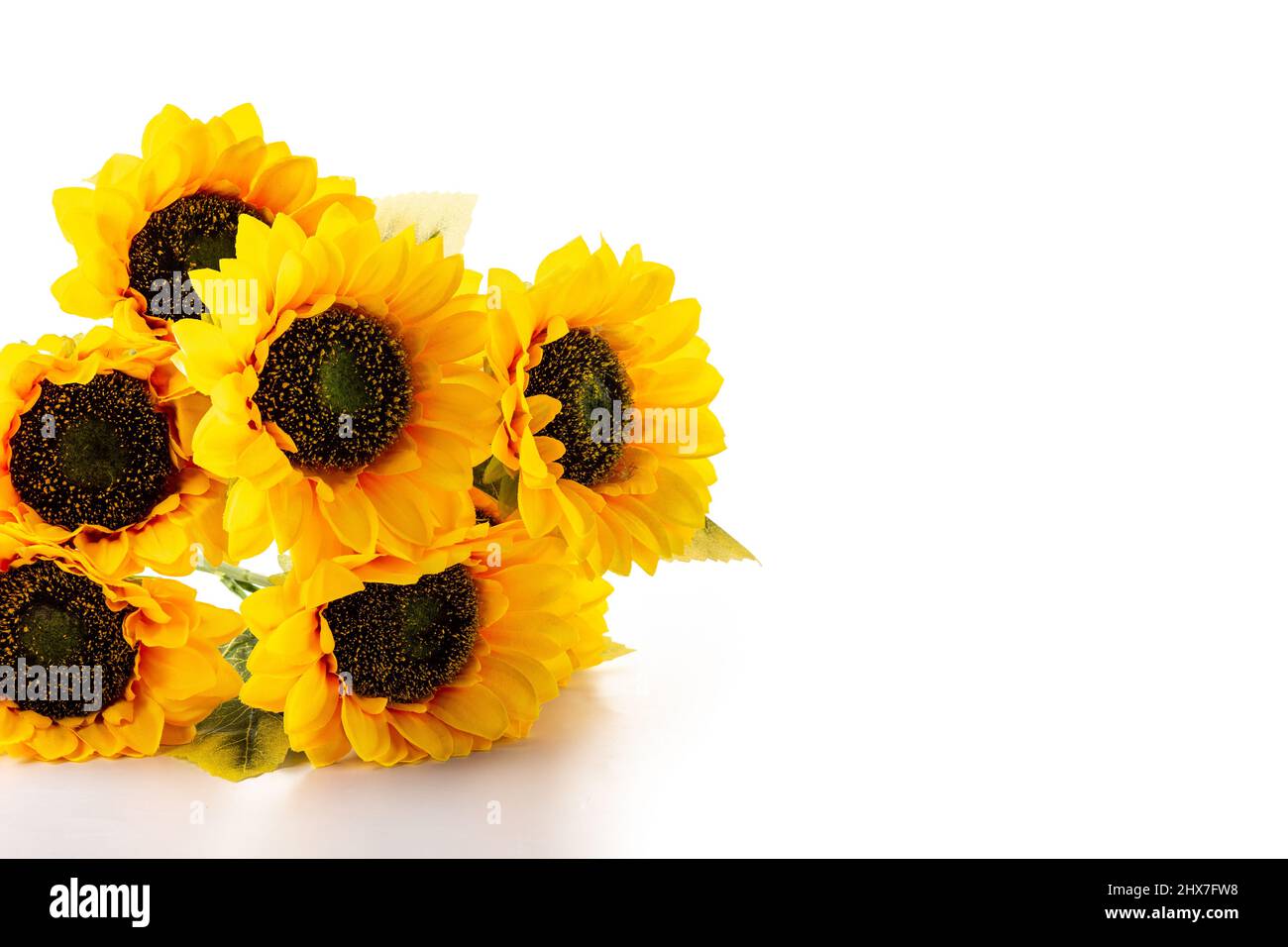 Sunflowers isolated on white background Stock Photo