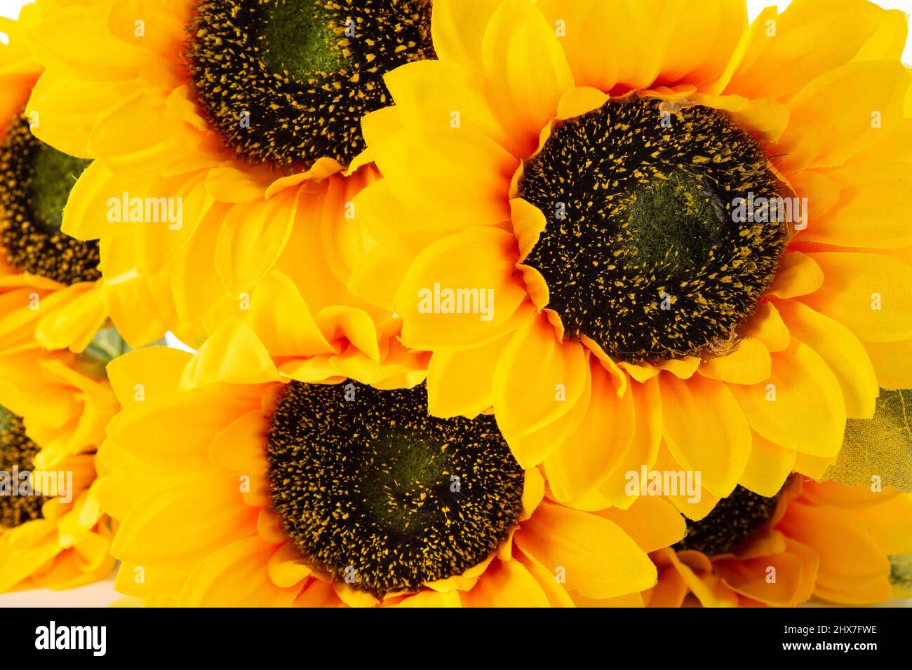 Sunflowers isolated on white background Stock Photo - Alamy