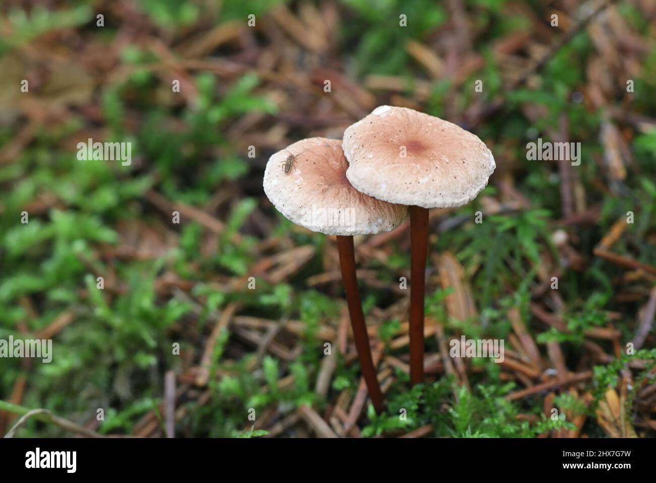 Mycetinis scorodonius, known as vampires bane or garlic scented mushroom, wild edible fungus from Finland Stock Photo