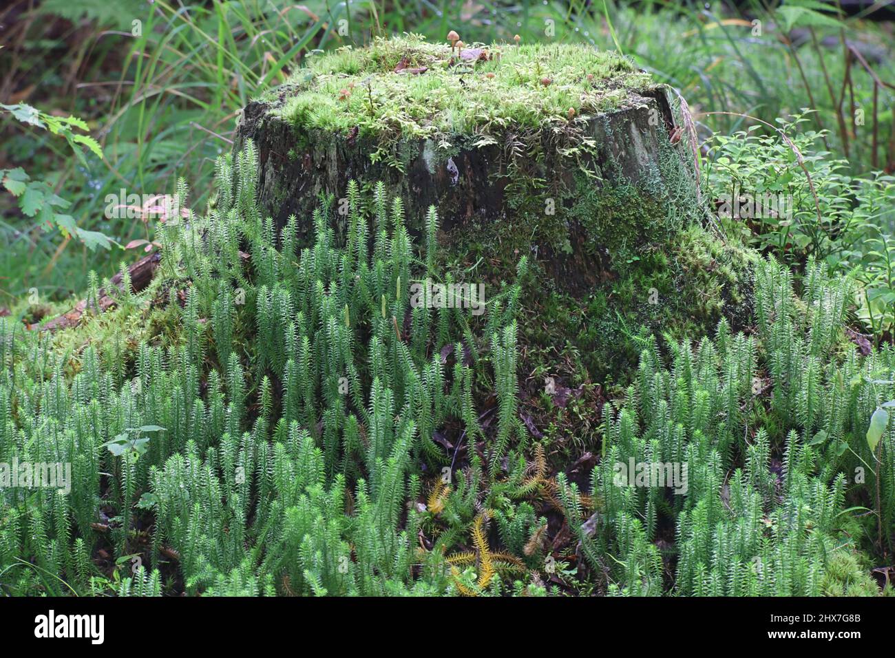 Lycopodium annotinum, known as stiff clubmoss or club-moss, traditional folk medicine Stock Photo