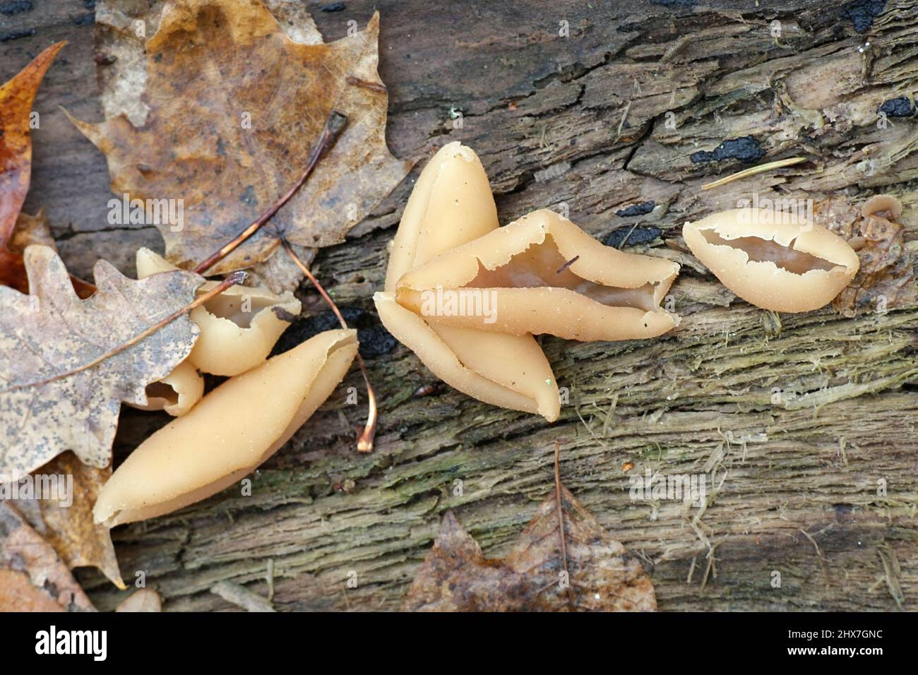 Brown cup fungus, Peziza varia Stock Photo