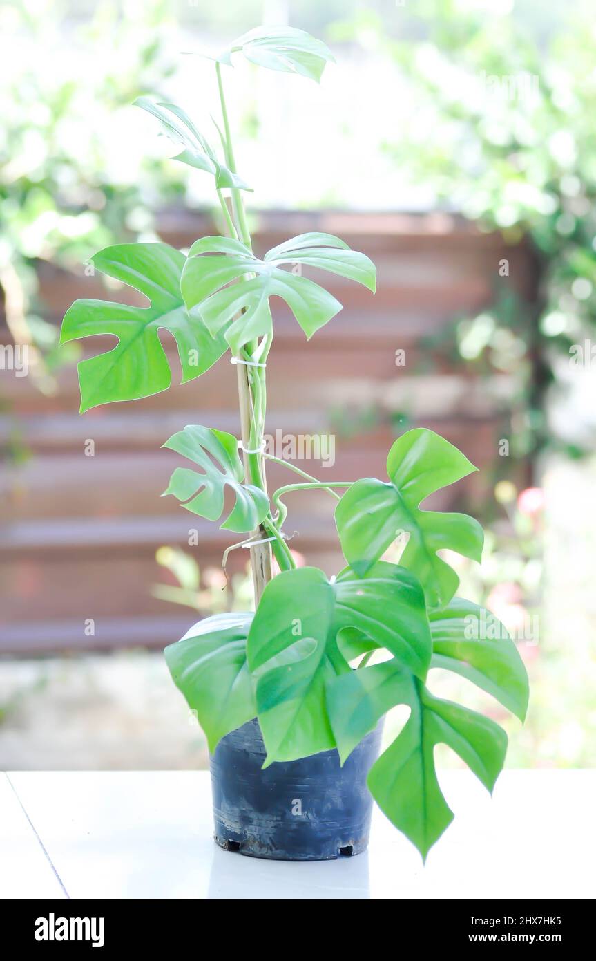 philodendron el choco red kaufen Philodendron El Choco Red main image 1