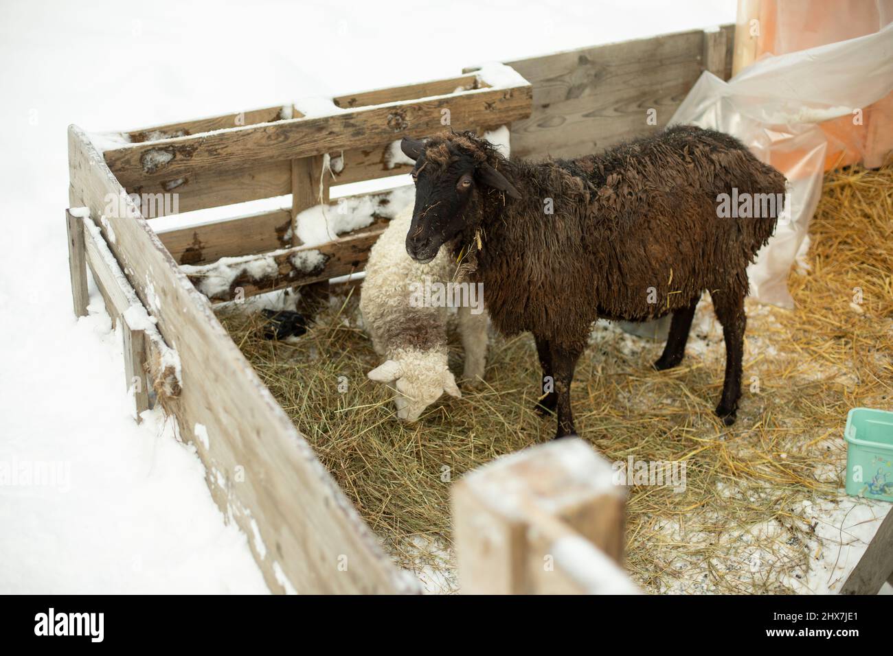 Sheep in pen. Live on farm. Wool on sheep. Animal eats hay Stock Photo Alamy