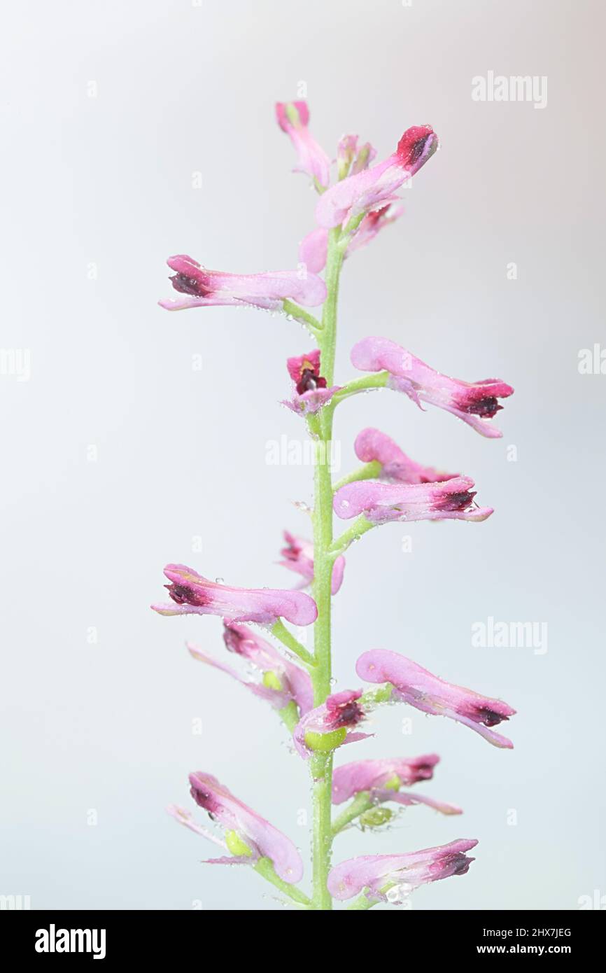 Fumaria officinalis, known as common fumitory, drug fumitory or earth smoke Stock Photo