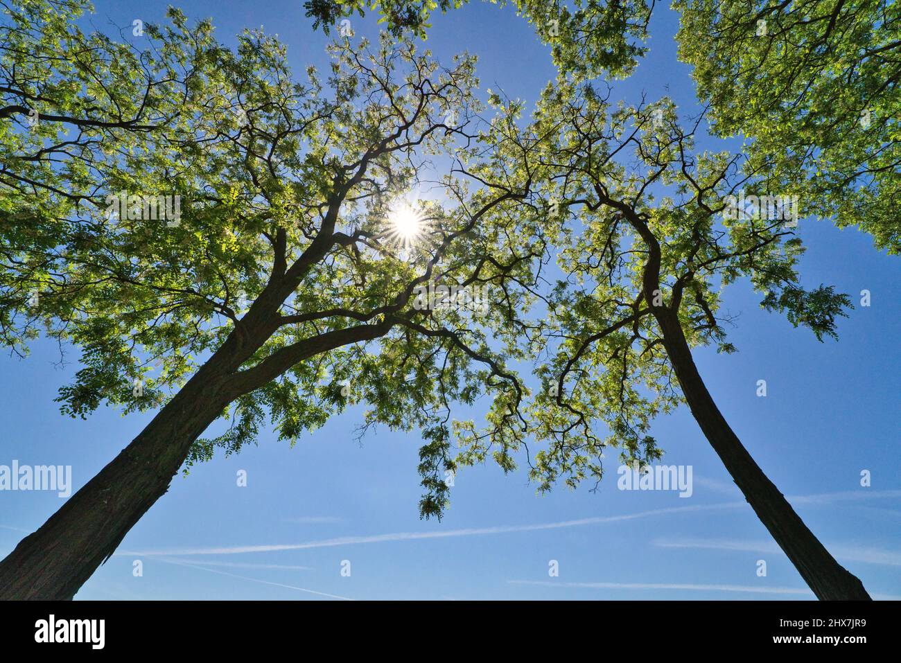 great view up into the trees direction sky, sunstars Stock Photo