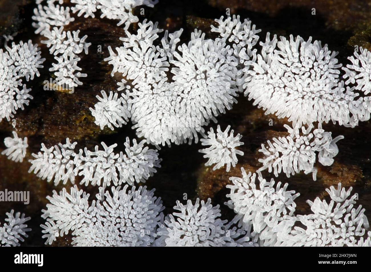 Coral slime mold, Ceratiomyxa fruticulosa Stock Photo