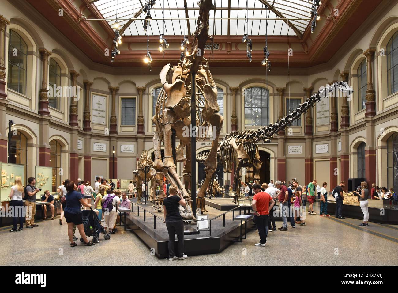 Dinosaur Hall, dinosaur skeletons displayed at Museum of Natural History (Museum für Naturkunde) in Berlin Germany. Stock Photo