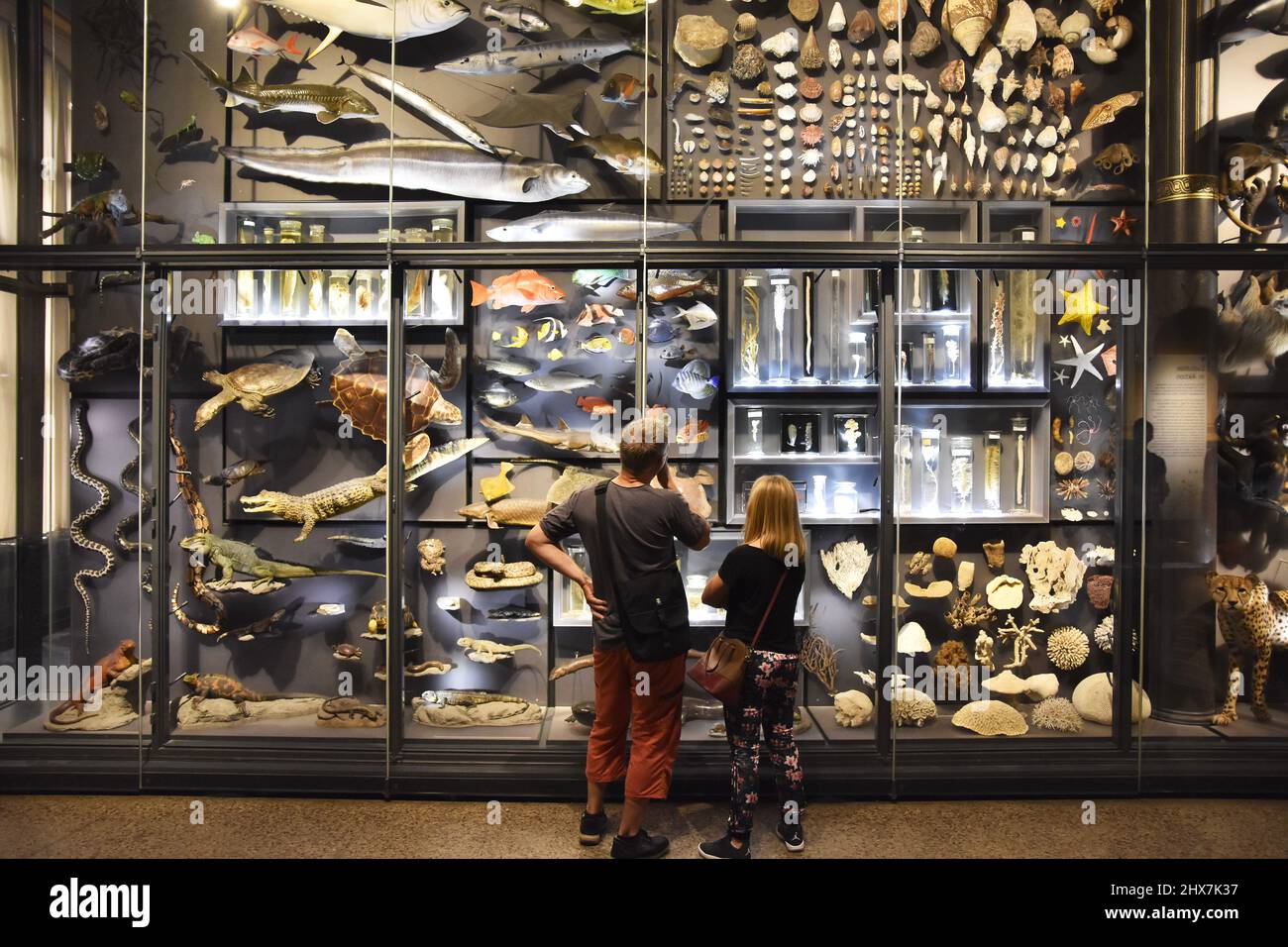 Visitors standing by the glass wall with various animal exhibits at Museum of Natural History (Museum für Naturkunde) in Berlin Germany. Stock Photo