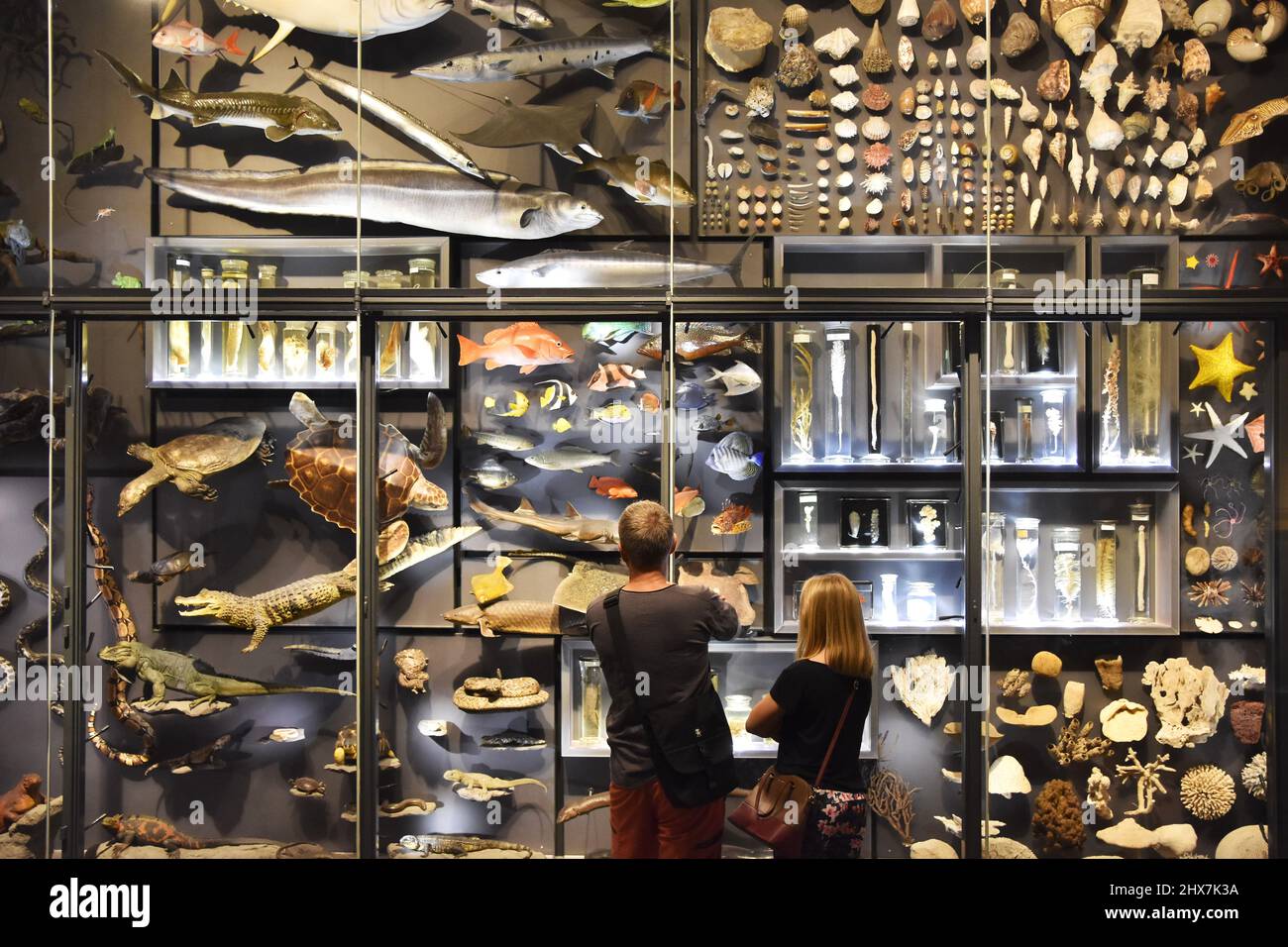 Visitors standing by the glass wall with various animal exhibits at Museum of Natural History (Museum für Naturkunde) in Berlin Germany. Stock Photo