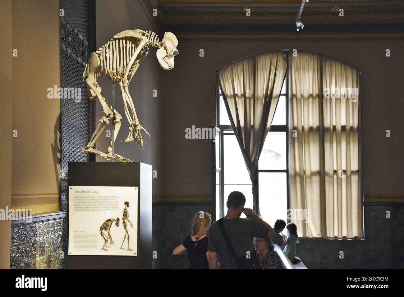 Gorilla skeleton depicting walking upright hominid evolution, displayed at Museum of Natural History (Museum für Naturkunde) in Berlin Germany. Stock Photo
