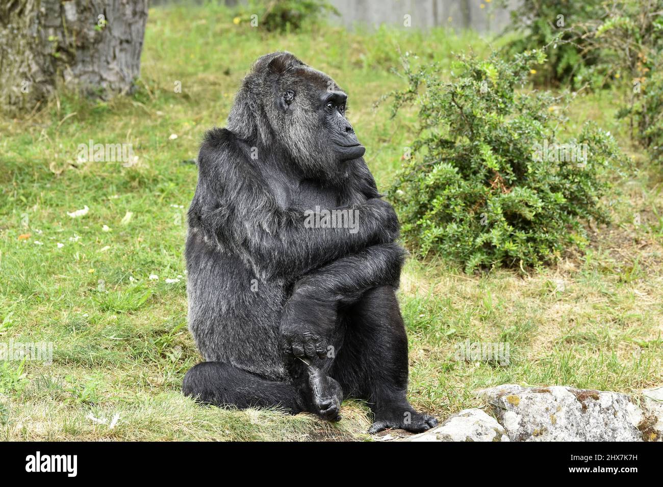 Female gorilla Fatou at Berlin Zoo enclosure in 2016. Born in 1957 she is the oldest living gorilla in the world today. Stock Photo