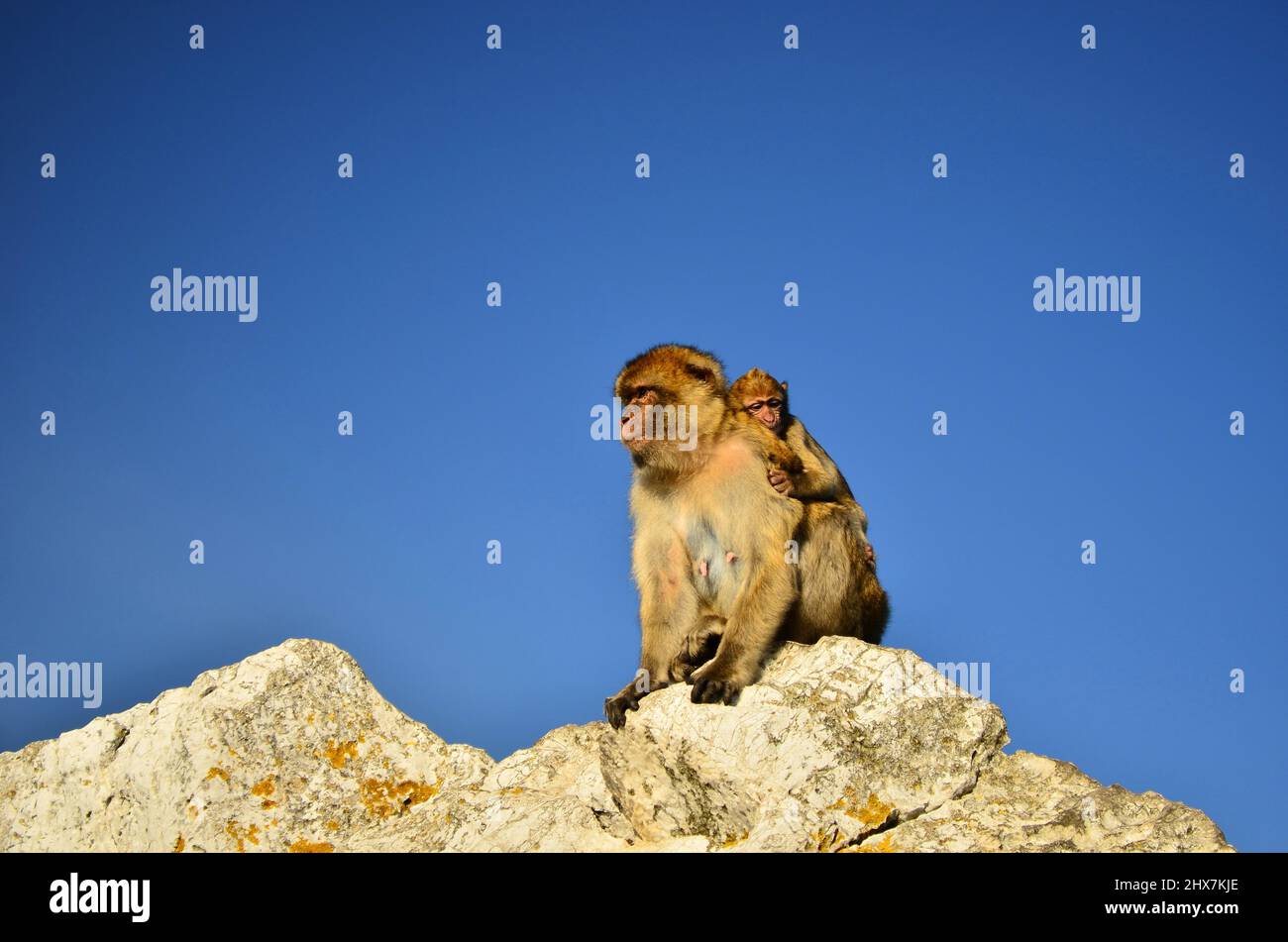 Barbary macaques (Macaca sylvanus) mother with infant,  Gibraltar Nature Reserve British Overseas Territory. Stock Photo