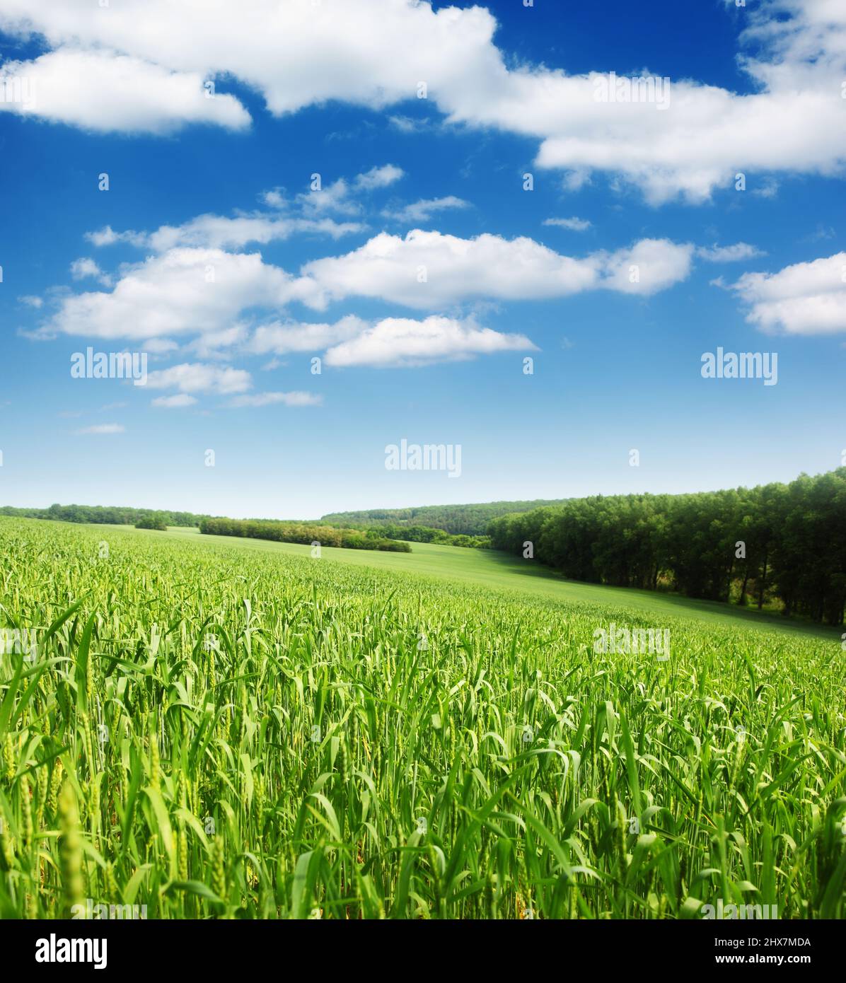 Summer field and sunlight in blue sky Stock Photo - Alamy