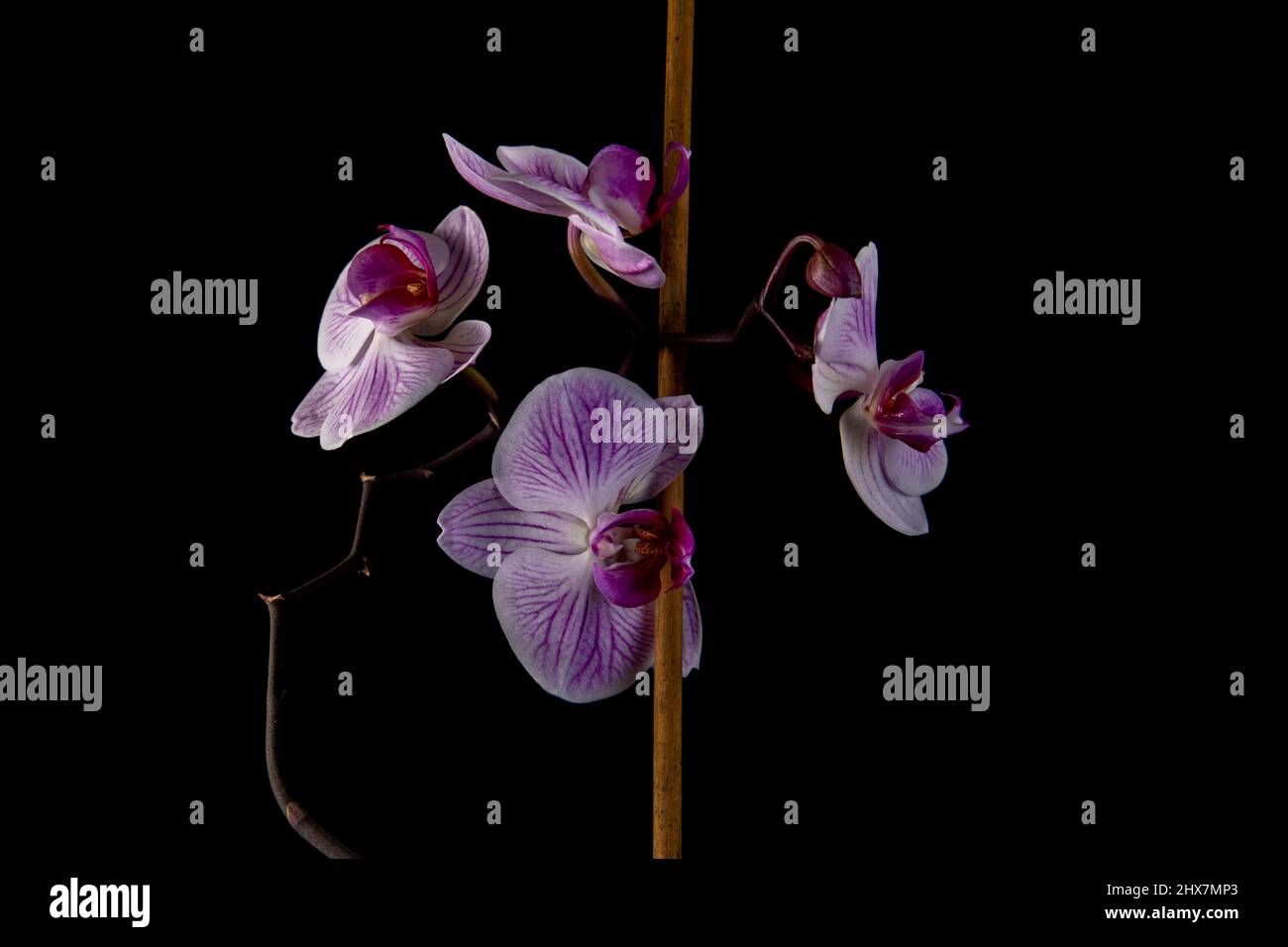 Pink orchid flower isolated on black Stock Photo