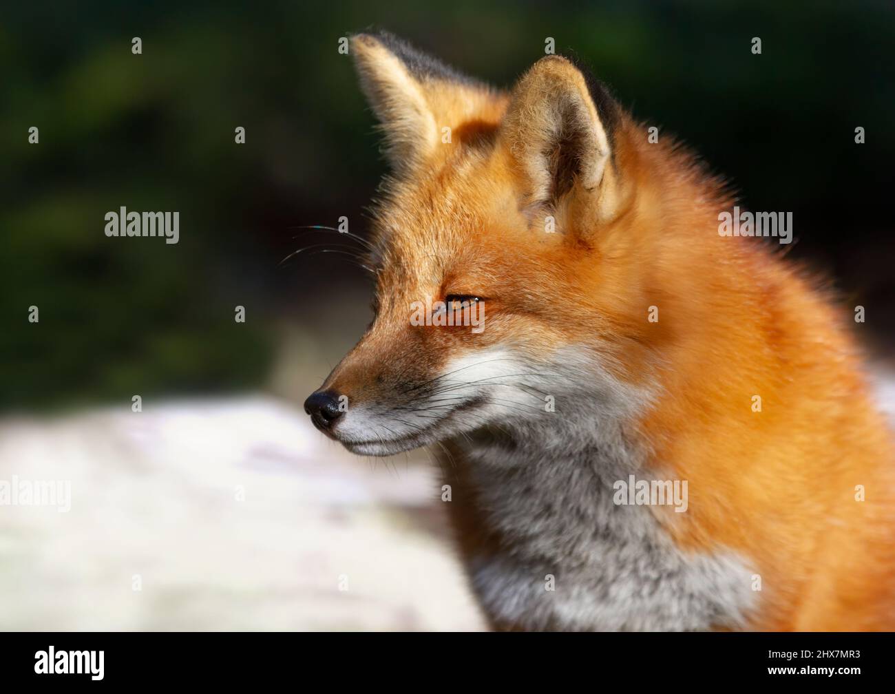 Closeup of a wild red fox (vulpes vulpes) in Algonquin Park, Canada in ...