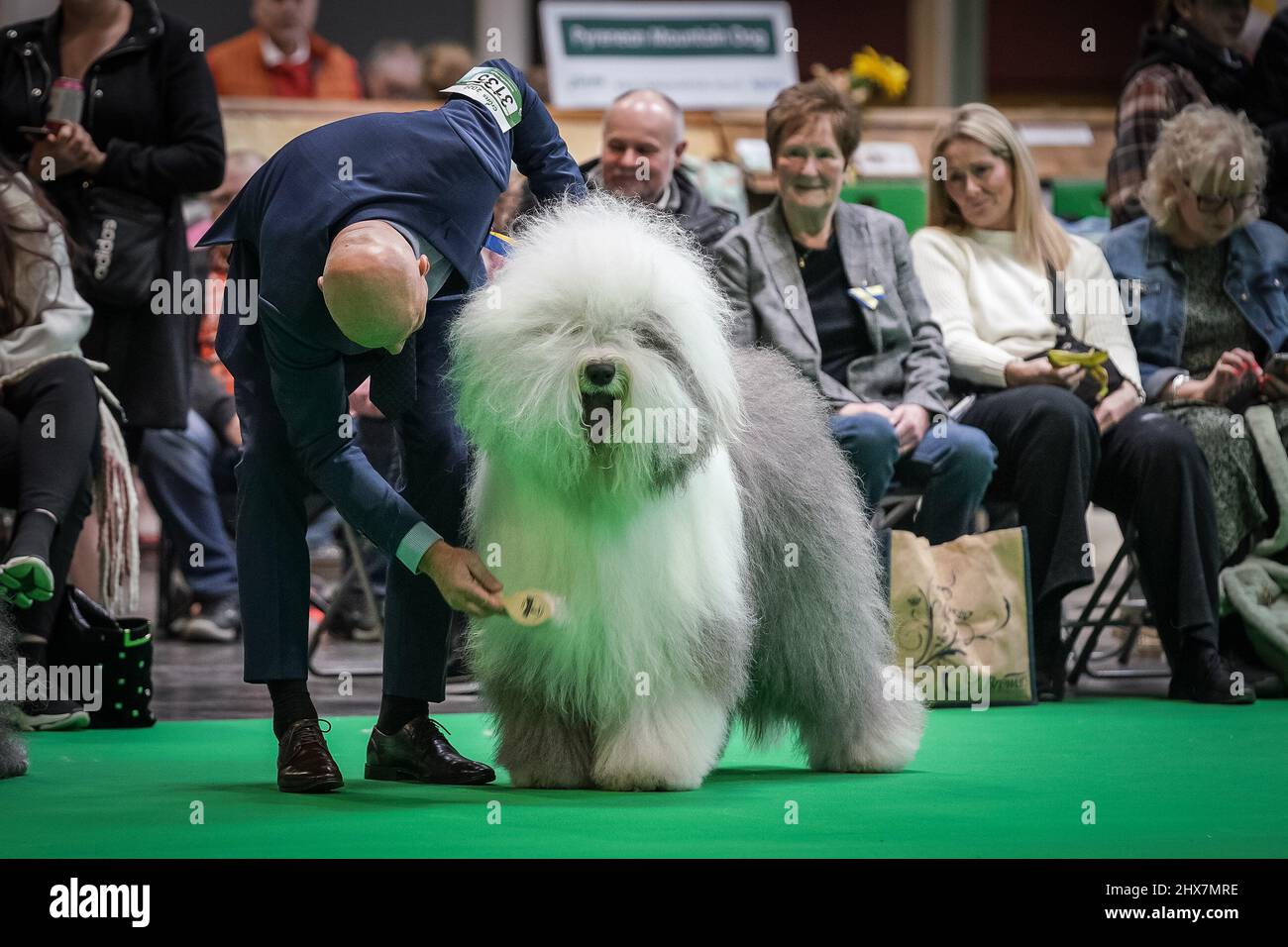 London, UK. 10th March 2022. Crufts 2022: Day 1 of the Crufts dog show at the NEC in Birmingham. Over 25,000 dogs and 166,000 fans will visit during the three day show before Best in Show is awarded on the final day. Dubbed the greatest dog event in the world, Crufts returns for 2022 after the competition was unable to go ahead last year. Credit: Guy Corbishley/Alamy Live News Stock Photo