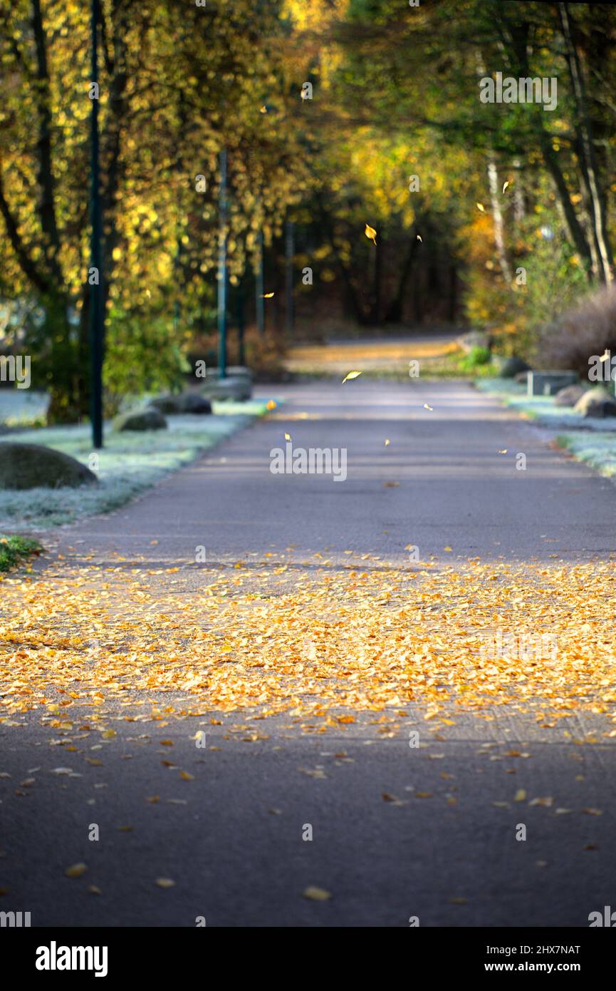 Fallen golden leaves after first frost in Finland Stock Photo