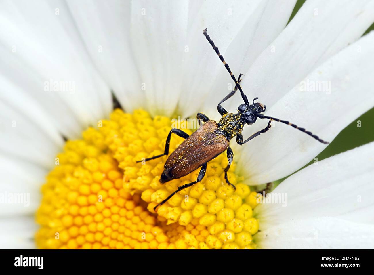 Longhorn beetle, Anoplodera maculicornis, and  flower of daisy Stock Photo