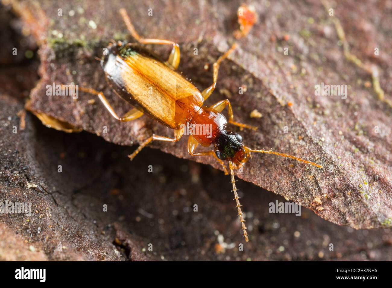 Ground beetle (Dromius schneideri) Stock Photo