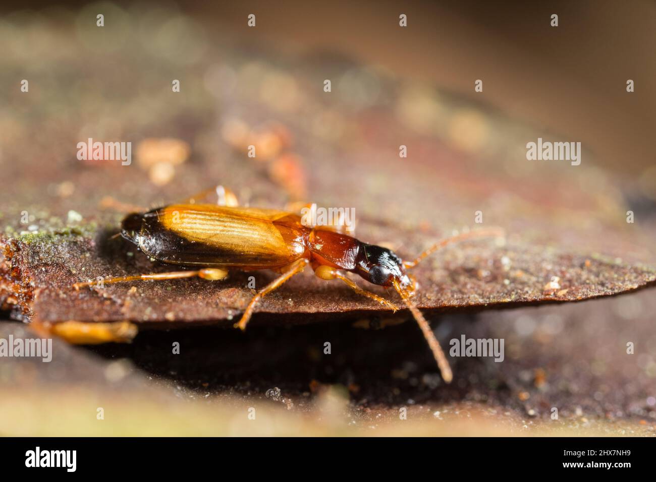 Ground beetle (Dromius schneideri) Stock Photo