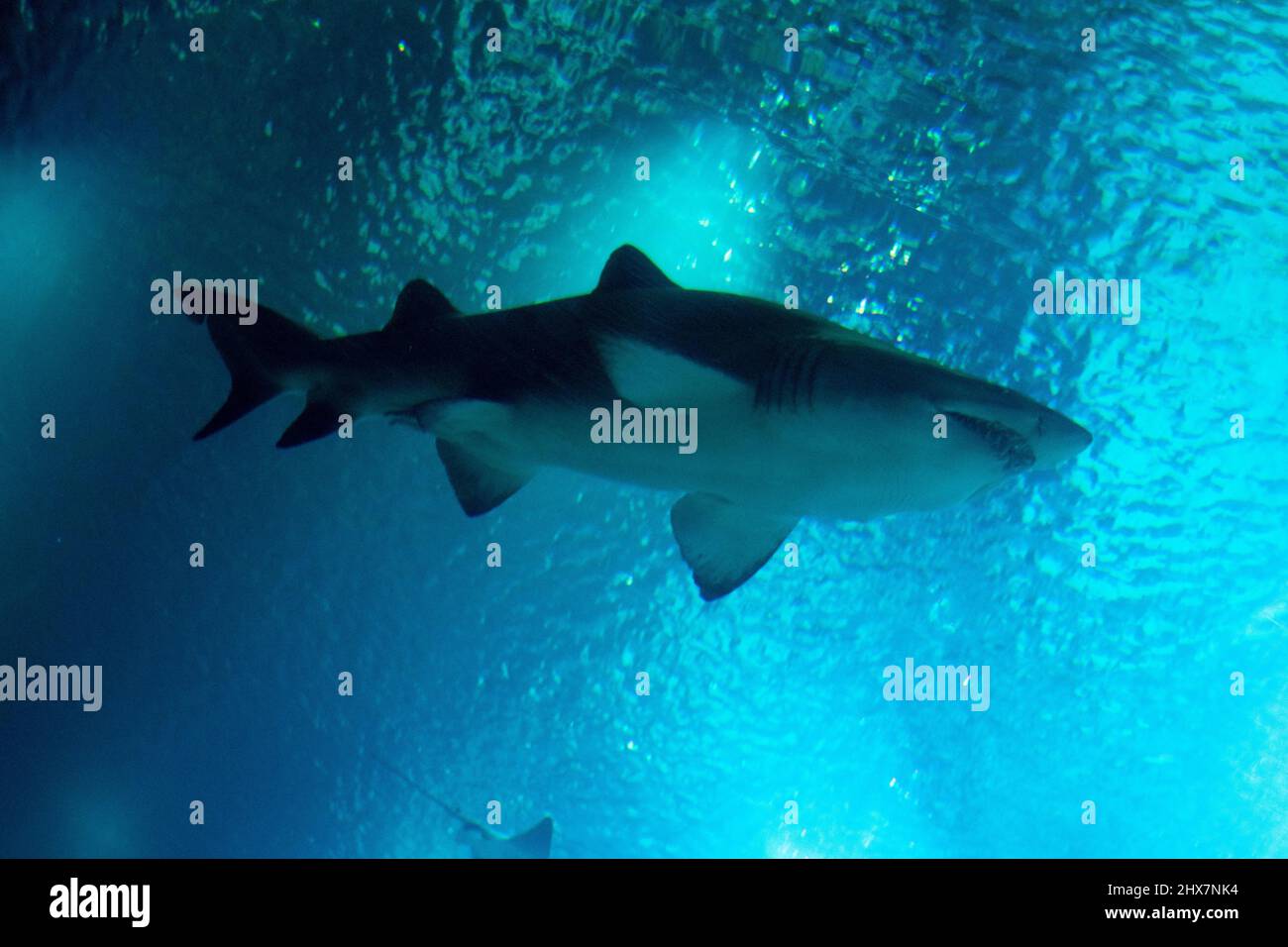Bull shark cruising the blue water of the ocean. Big shark swimming. Shark view from bottom, shark belly. Stock Photo