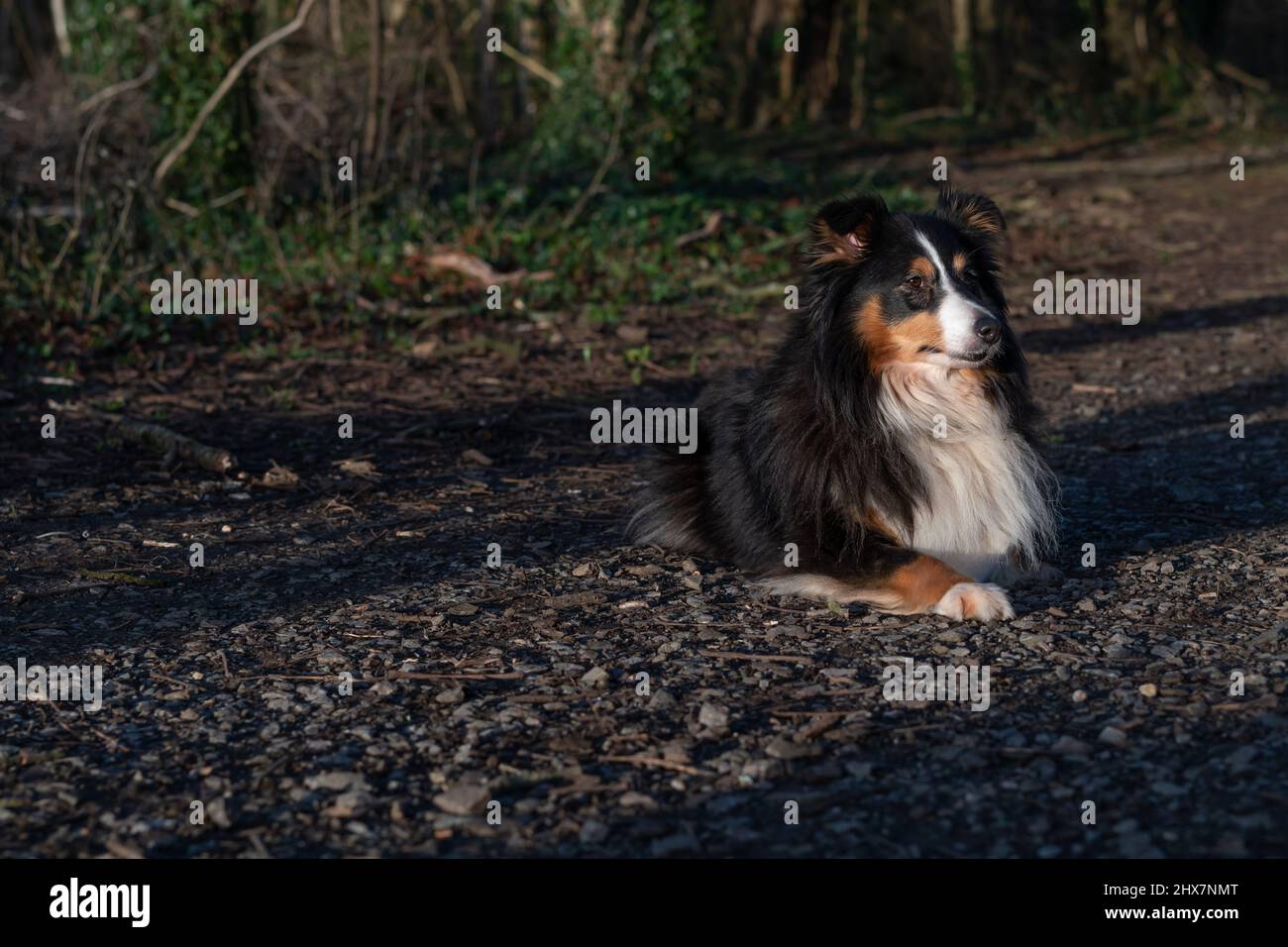 Shetland Sheepdog in the woods Stock Photo - Alamy