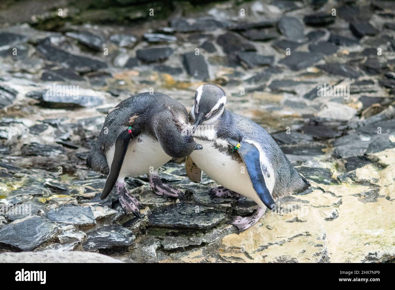 Couple of pinguins in love. Pinguins kissing in a tender way. Animals kingdom love moments. Stock Photo