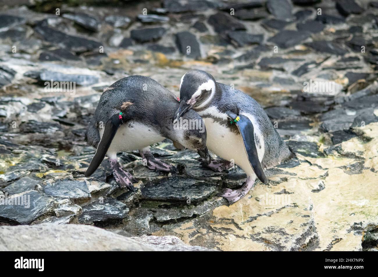 Couple of pinguins in love. Pinguins kissing. Stock Photo