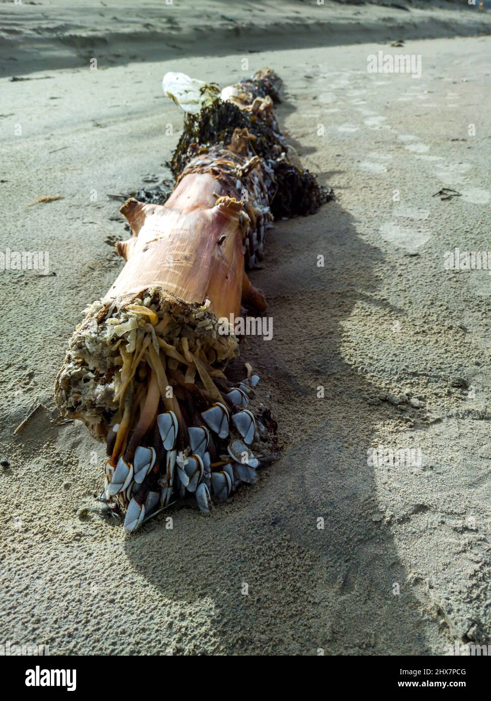 Goose barnacles, stalked barnacles, gooseneck barnacles on wooden post ...