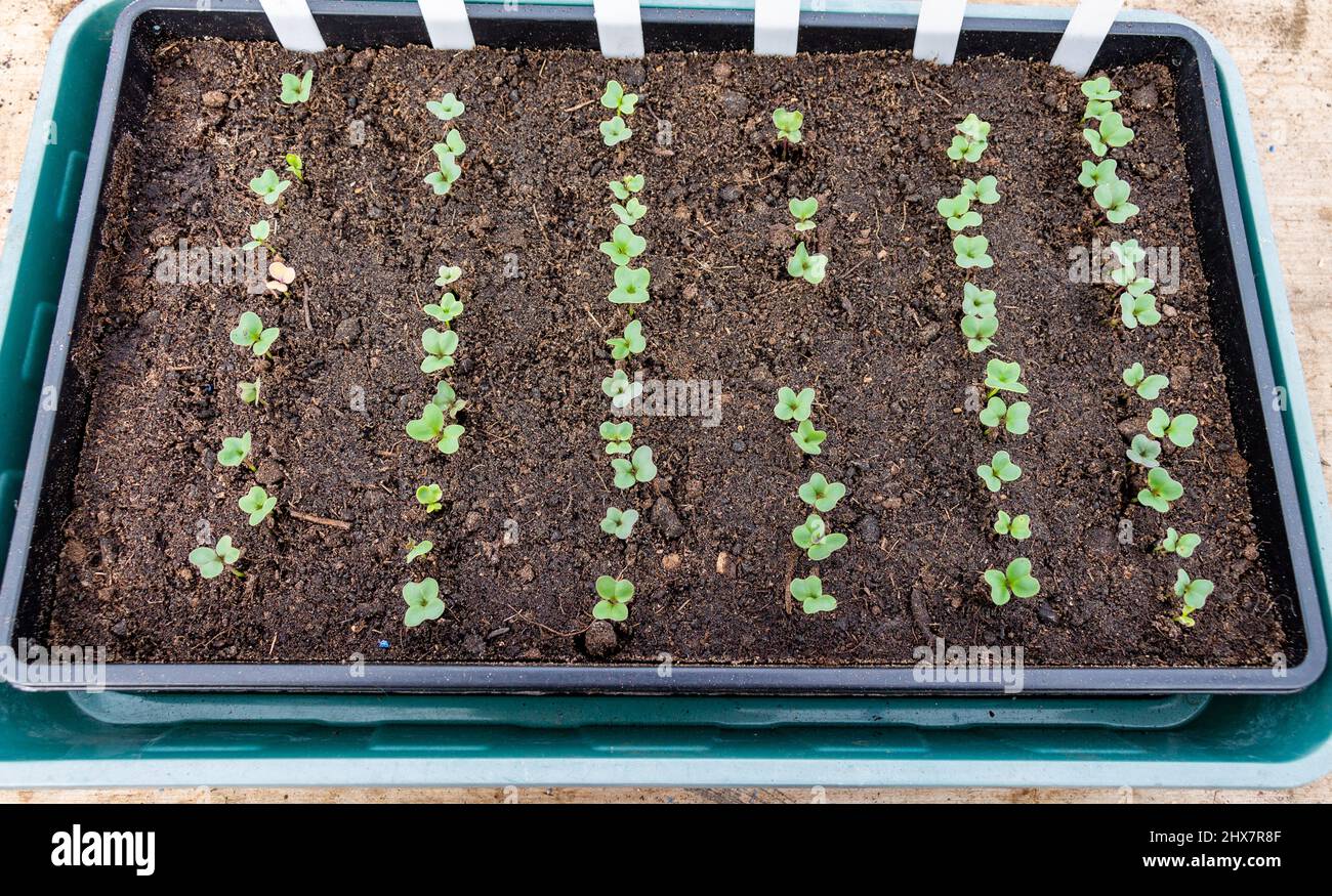 Cabbage or Brassica seedlings germinating in tray a seed tray of compost Stock Photo