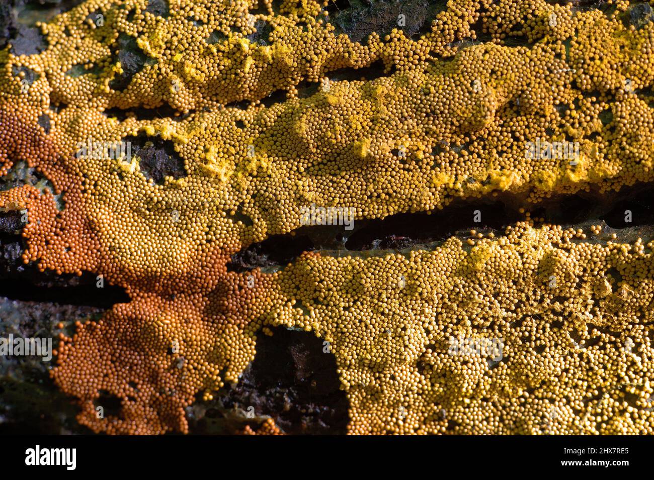 Carpet slime mold, Trichia persimilis Stock Photo