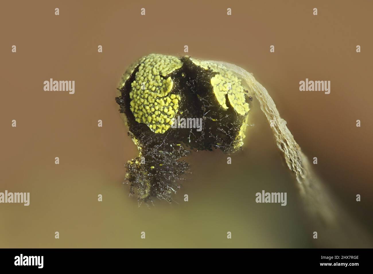 Golden slime mold, Physarum viride var.   aurantiacum Stock Photo
