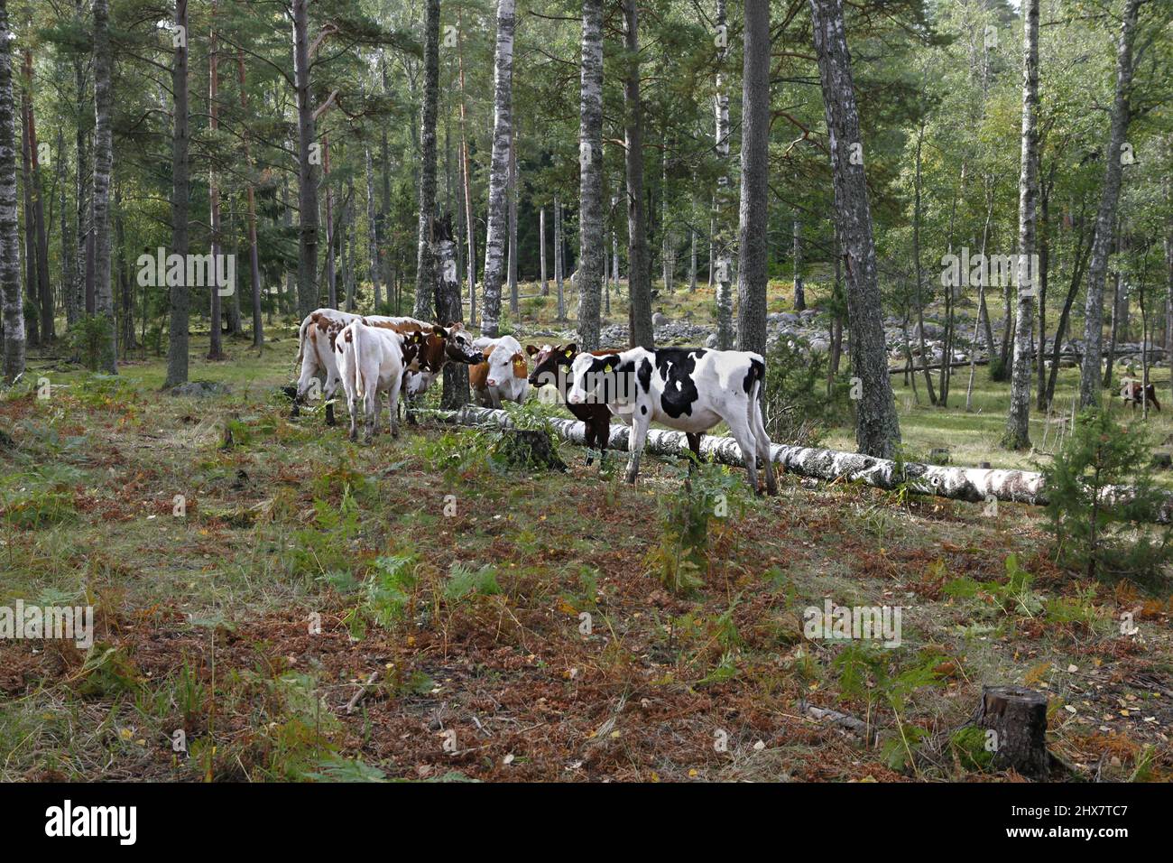 Cattle grazing on a forest pasture in Finland Stock Photo