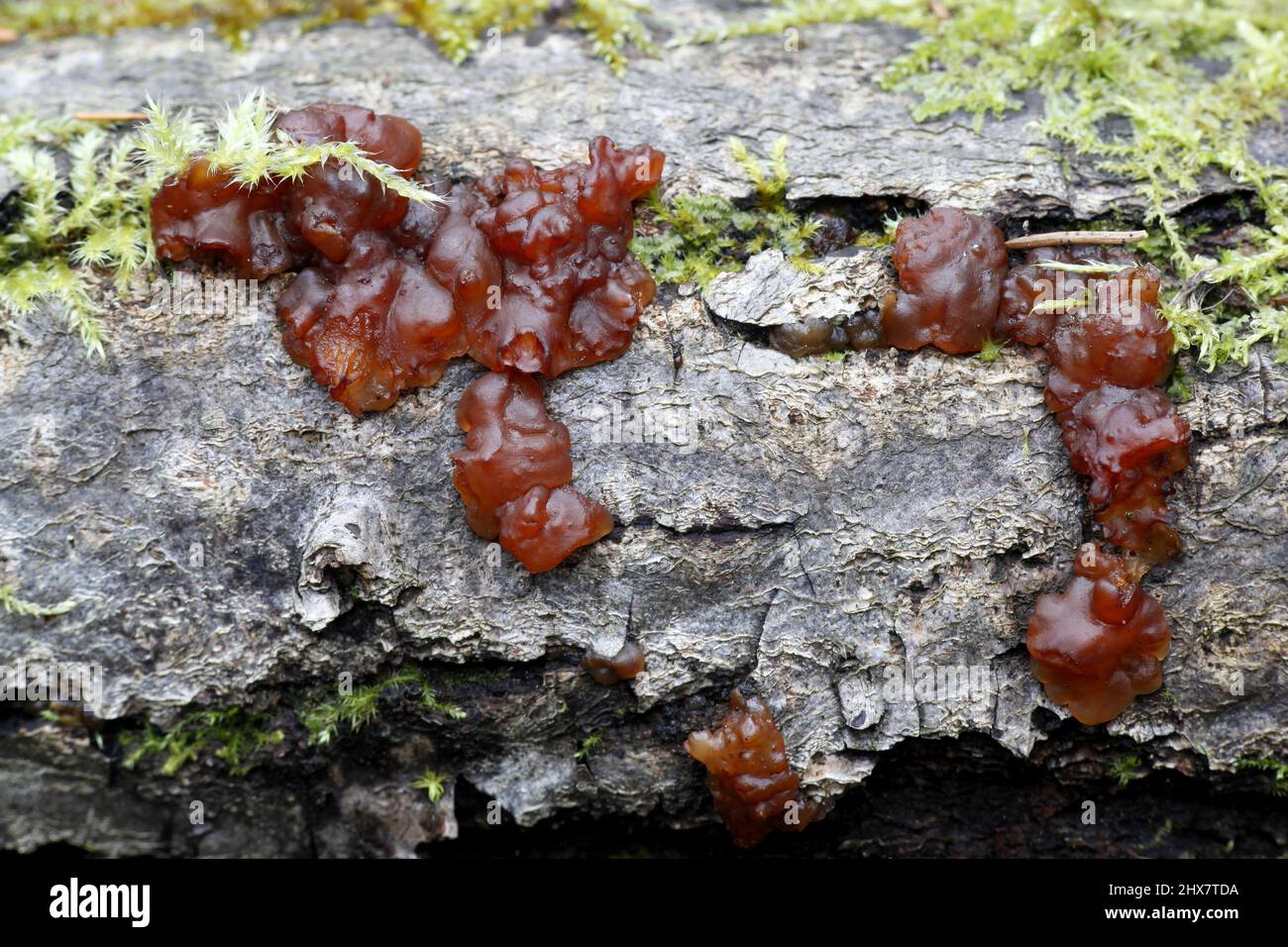 Jelly fungus, Ascotremella faginea, growing on oak  stump Stock Photo