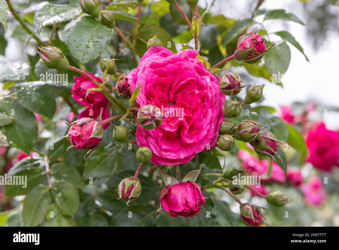 Bright pink climbing rose in the garden, Laguna Rose Stock Photo - Alamy