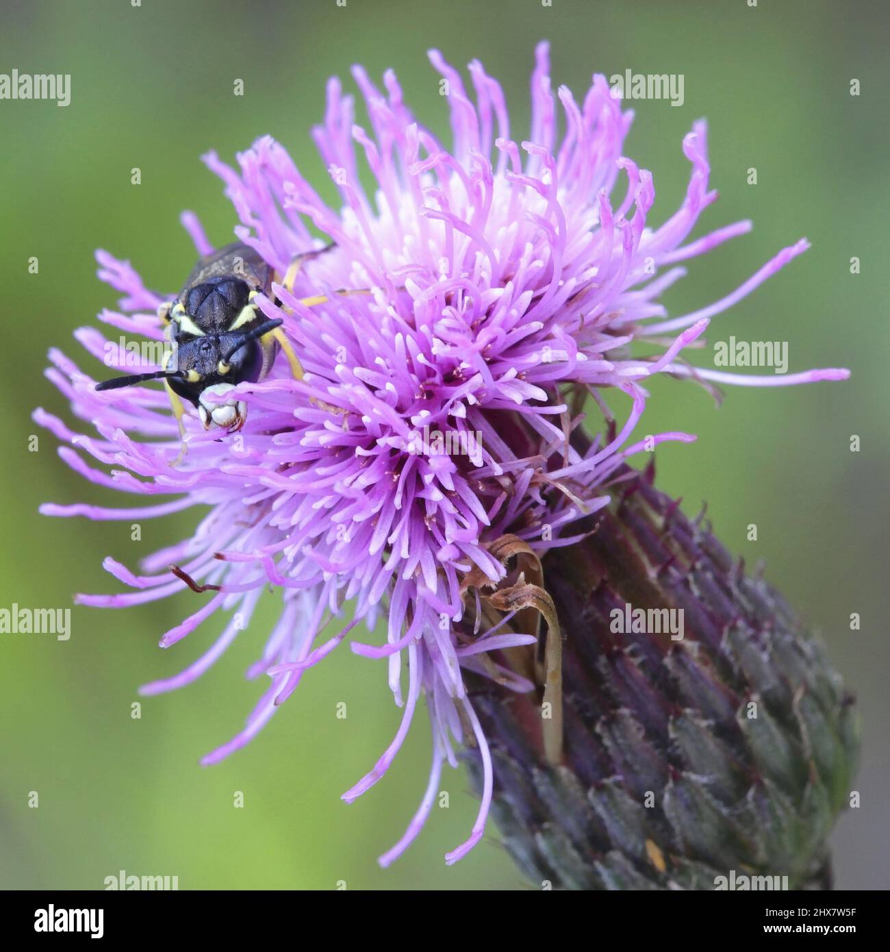 Sawfly, Tenthredo arcuata, on Creeping Thistle Stock Photo