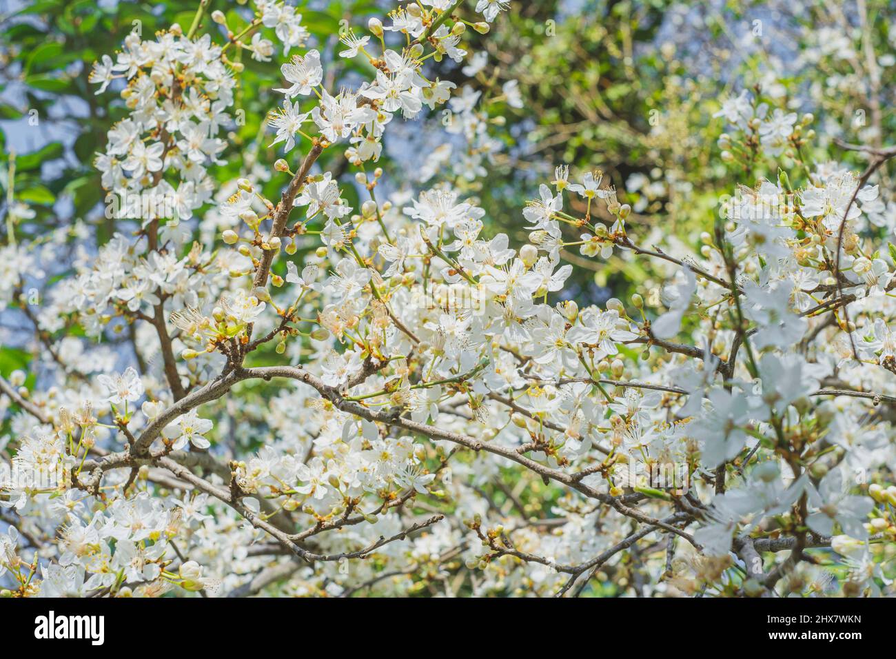 AMANDIER EN FLEURS Stock Photo