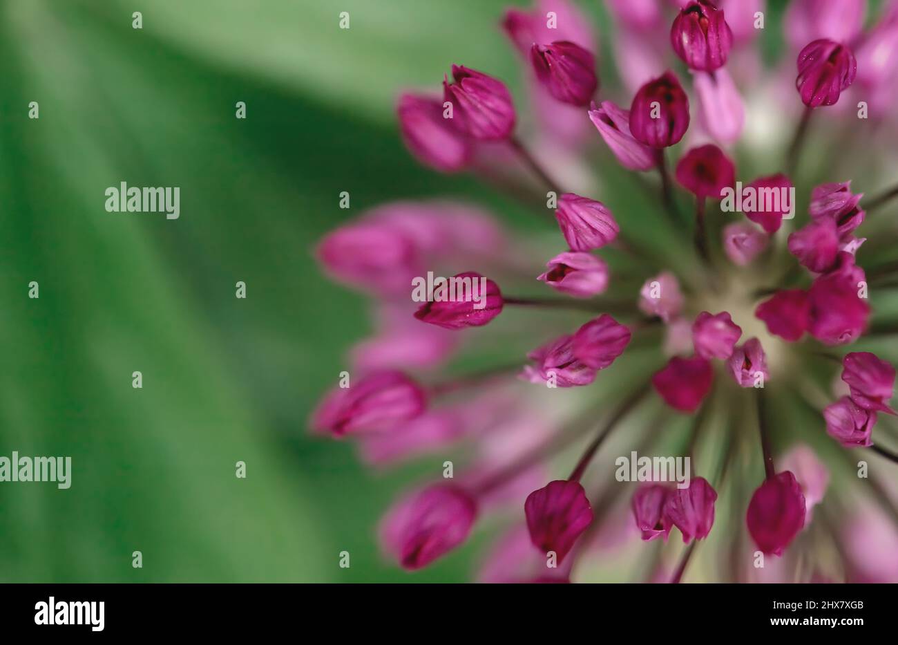 allium flower, floral background Stock Photo - Alamy