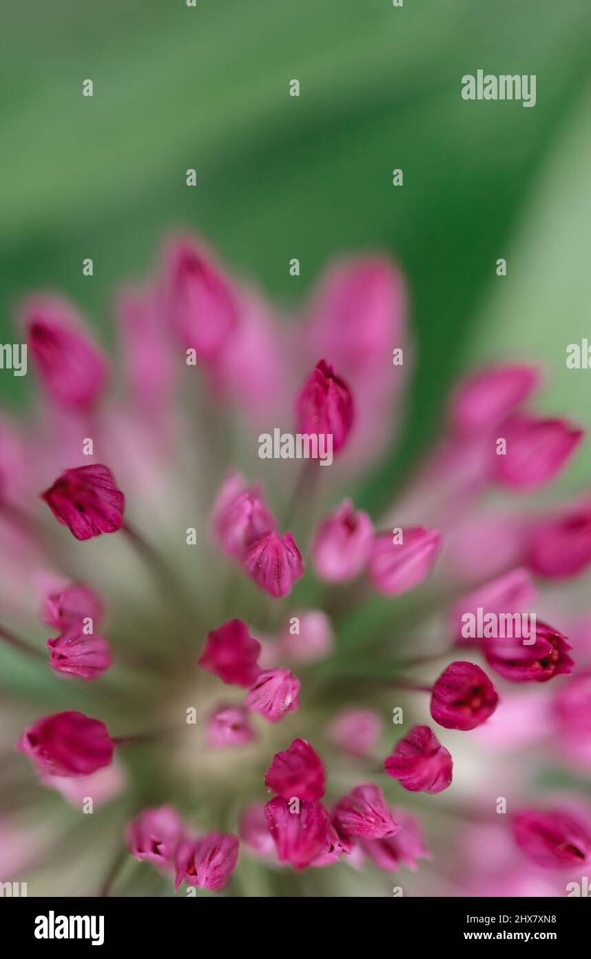 allium flower, floral background Stock Photo - Alamy