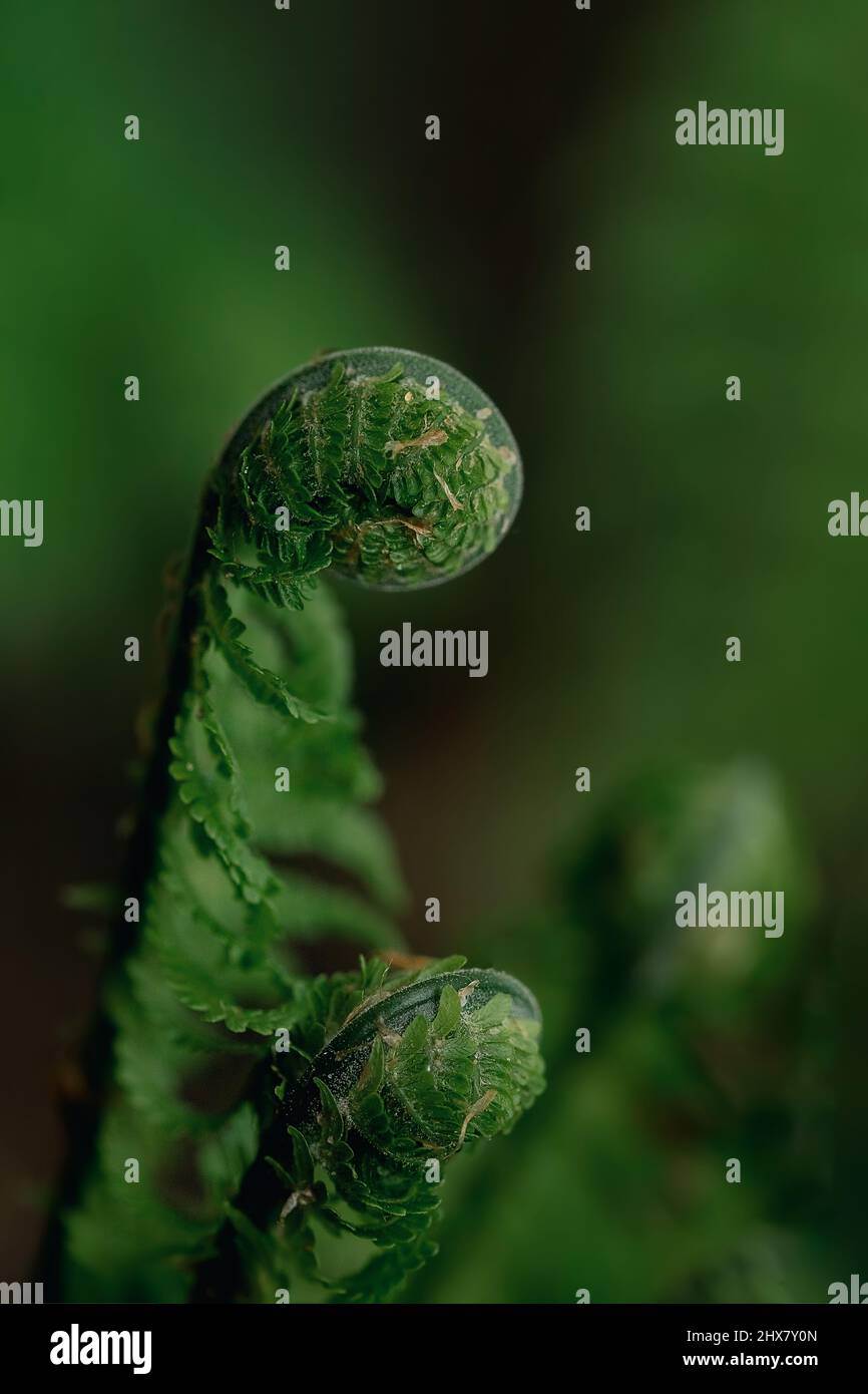 Colorful fern art hi-res stock photography and images - Alamy