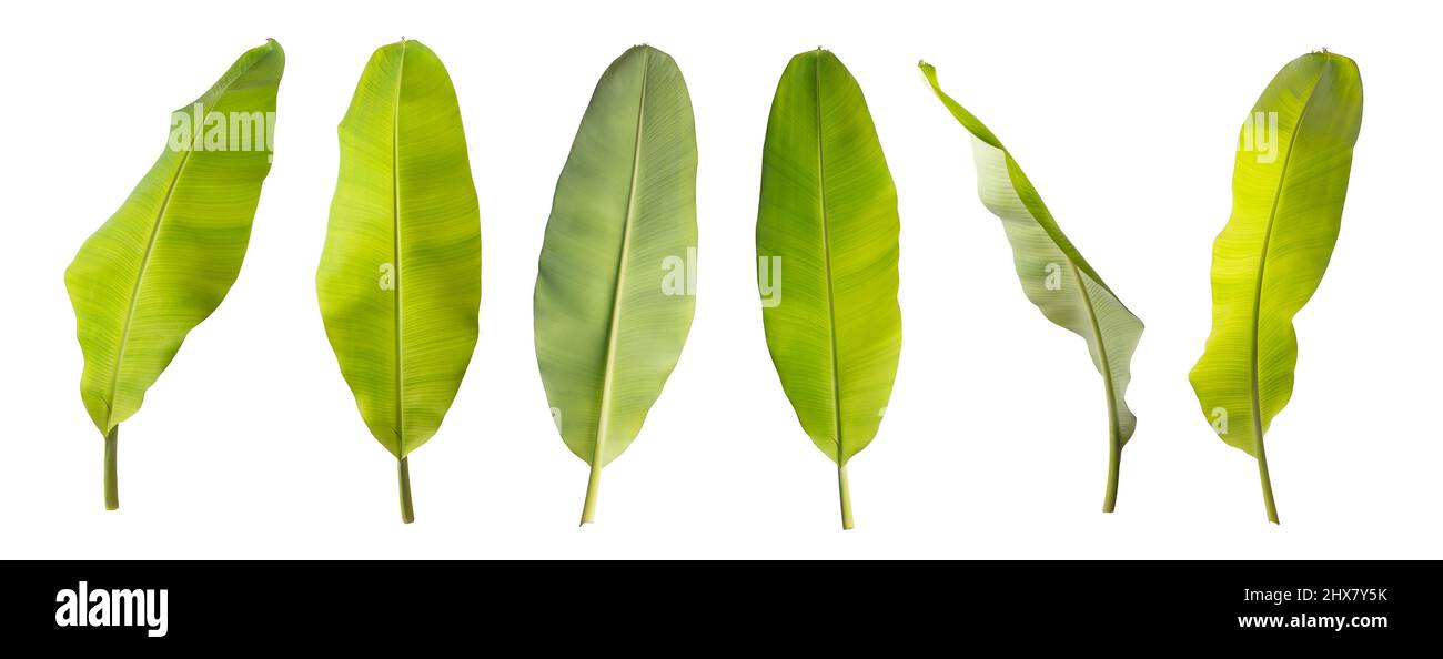 fresh banana leaves in different angles, isolated on white background, collection Stock Photo