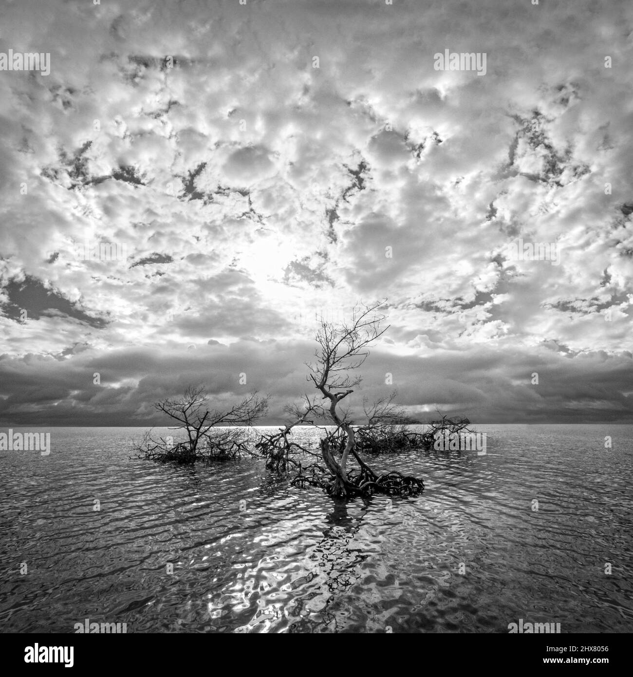 Dead mangroves due to hurricane damage Stock Photo