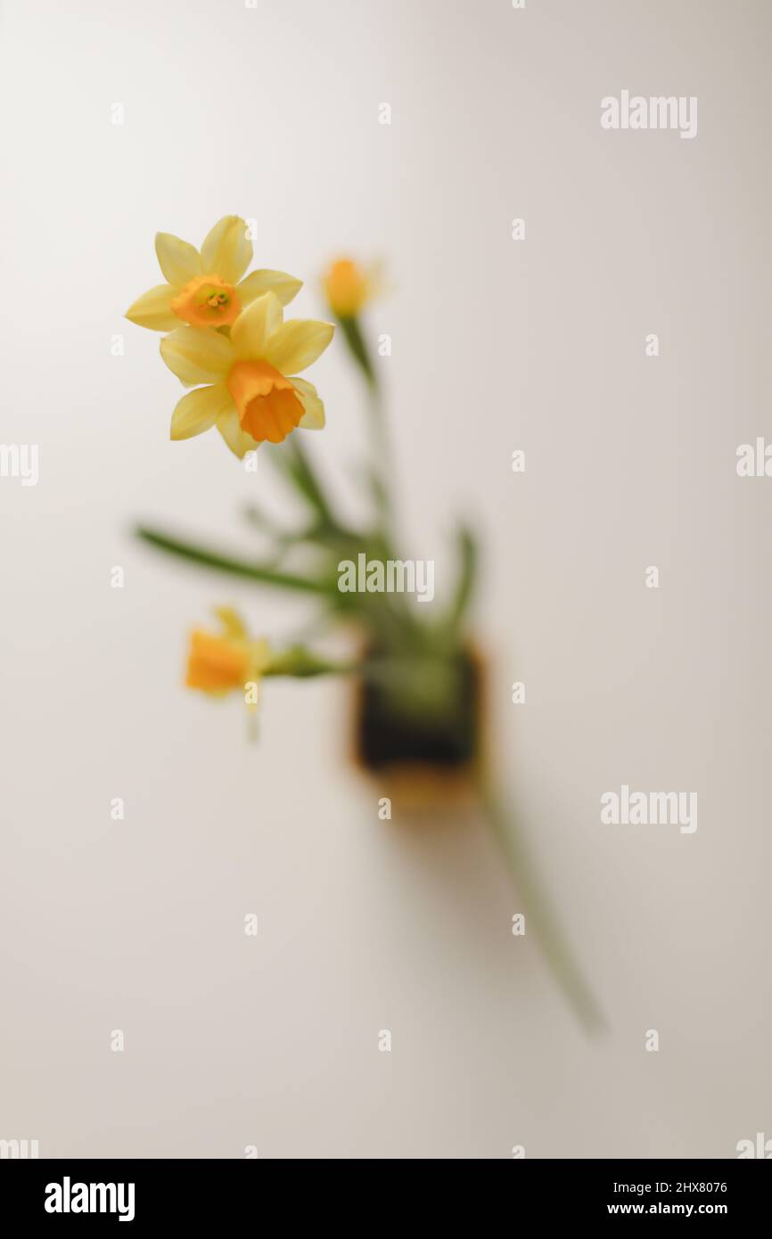 Beautiful blooming fresh yellow daffodil isolated. Spring, Easter wallpaper Stock Photo