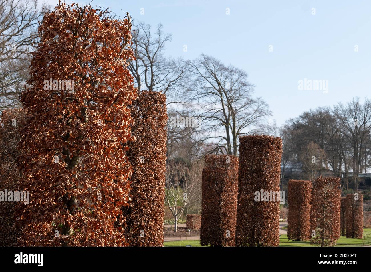 Copper beech columns designed by Tom Stuart-Smith in the Bicentenary ...
