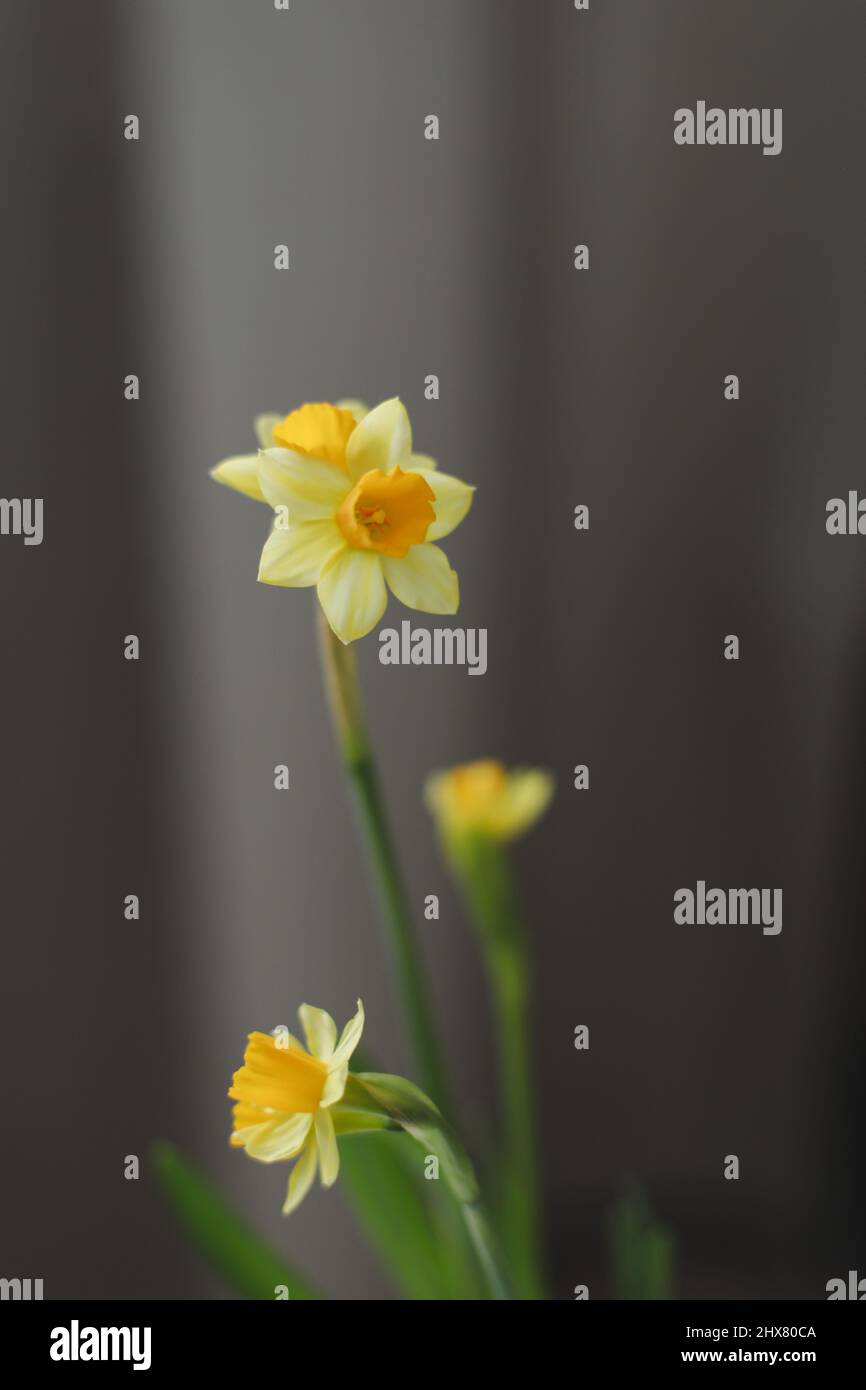 Daffodil, flower, plant, black, HD phone wallpaper | Peakpx