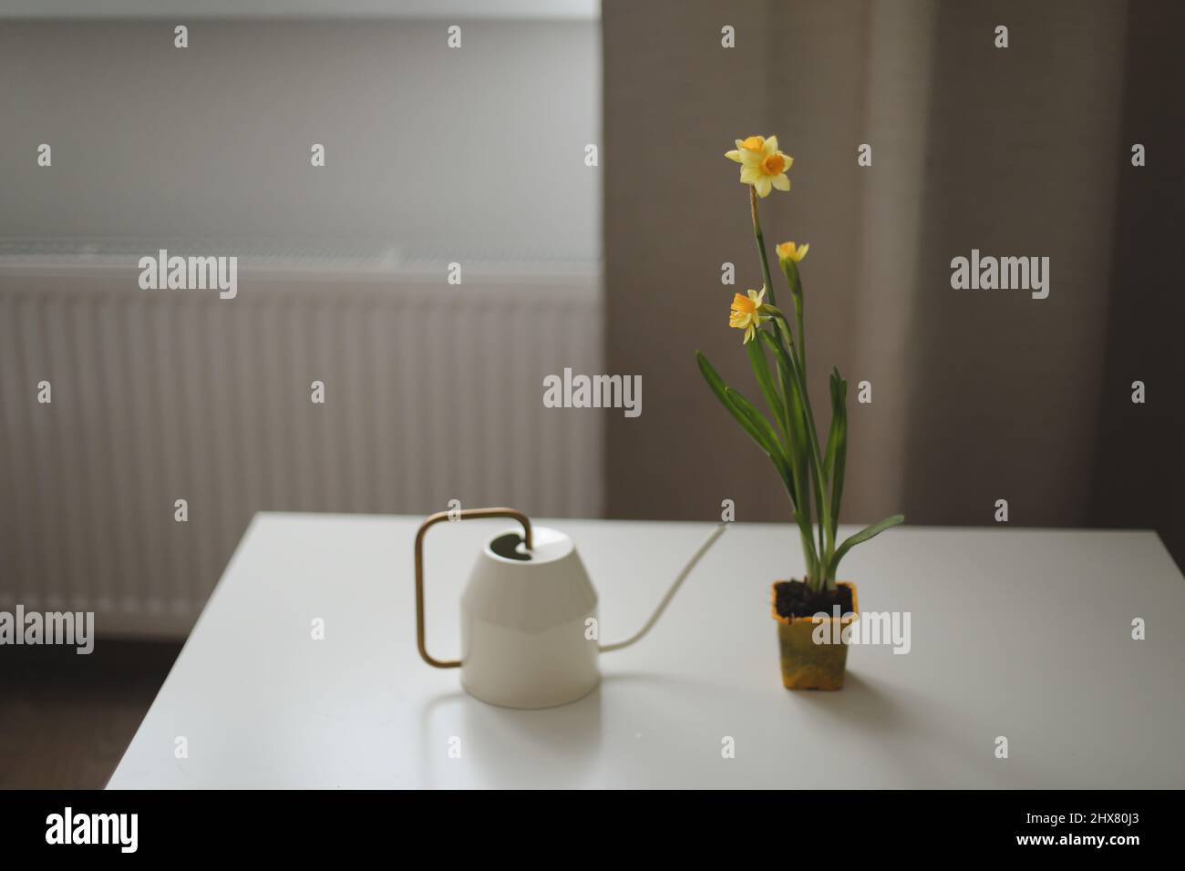 Watering can and daffodil in a pot. Gardening, Spring and Easter