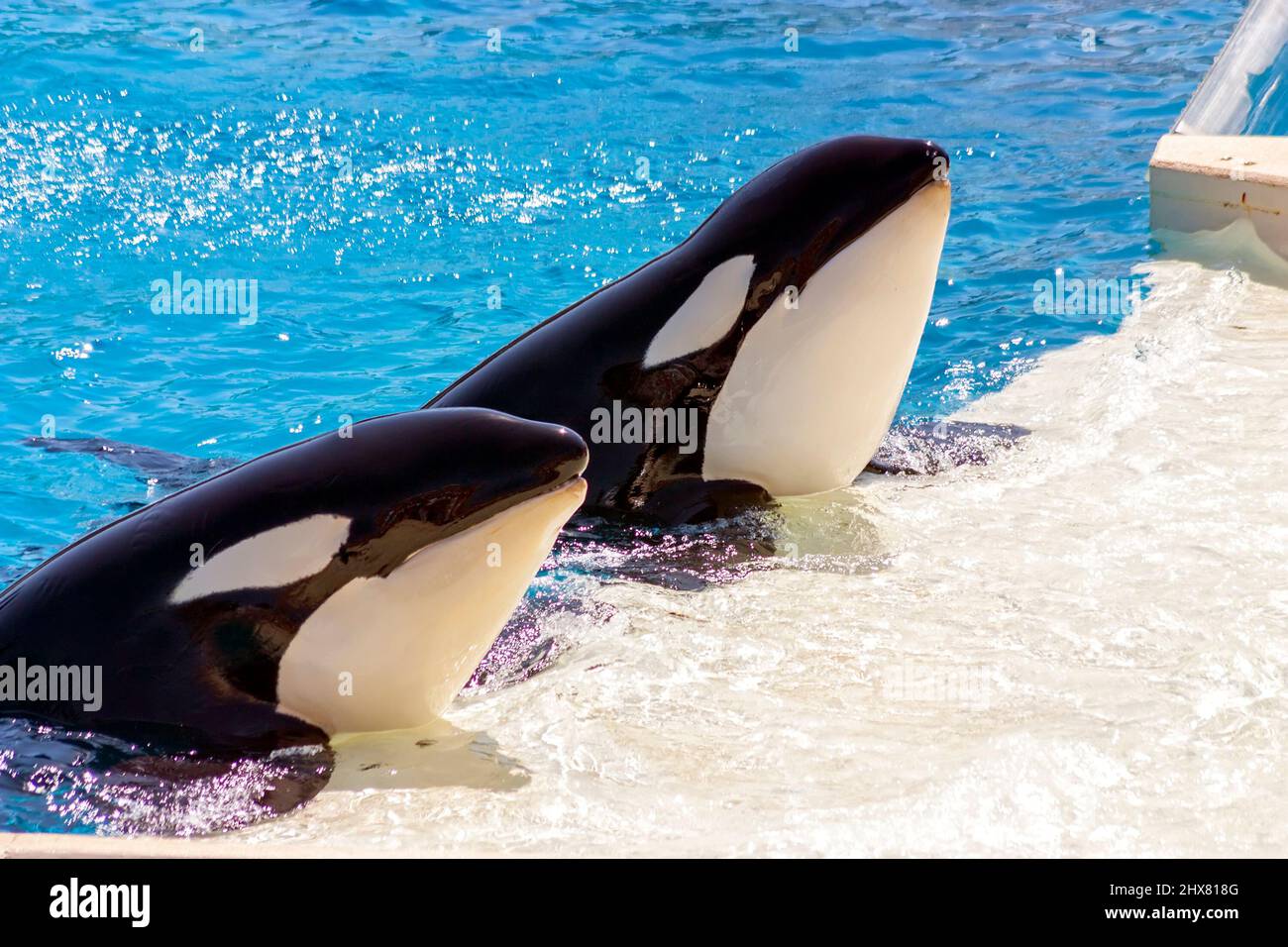Two killer whales in water Stock Photo