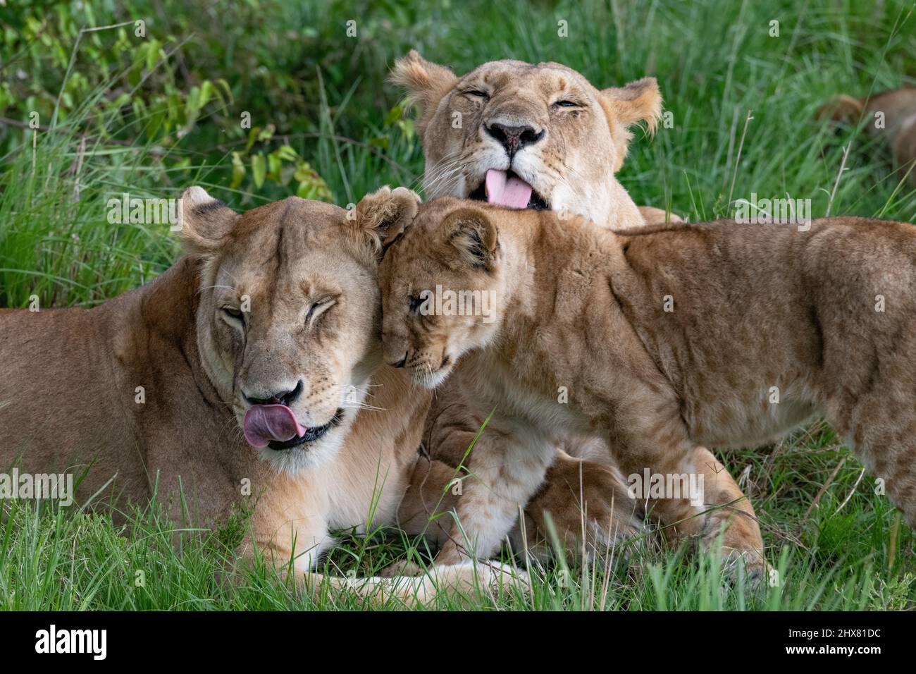 lionesses and cub bonding together Stock Photo